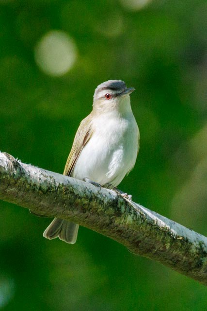 Red-eyed Vireo - ML638301769