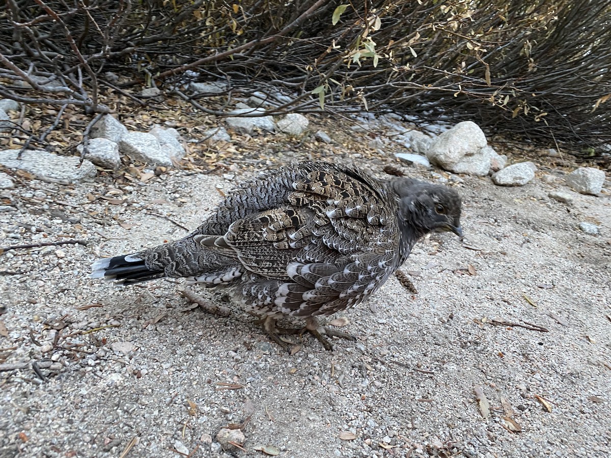 Sooty Grouse - ML638301771