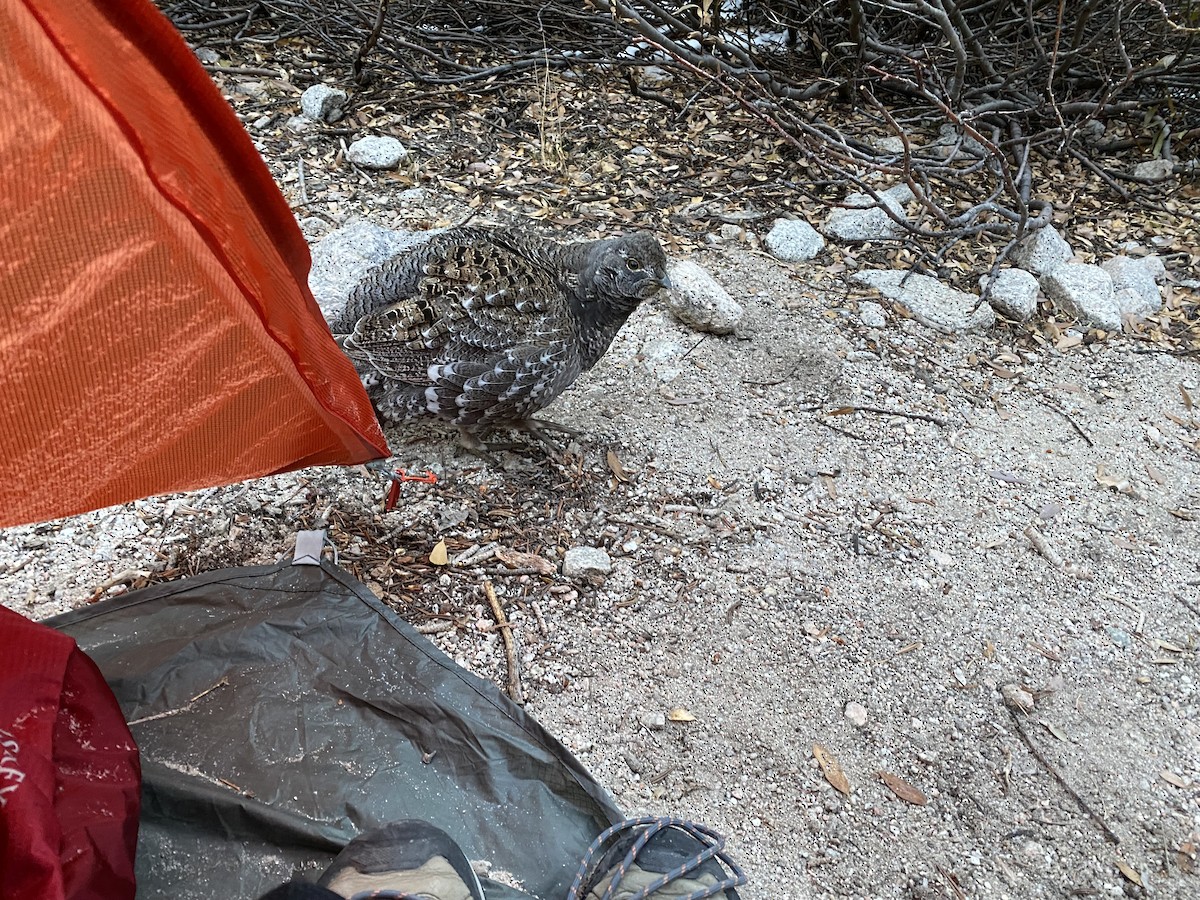 Sooty Grouse - ML638301772