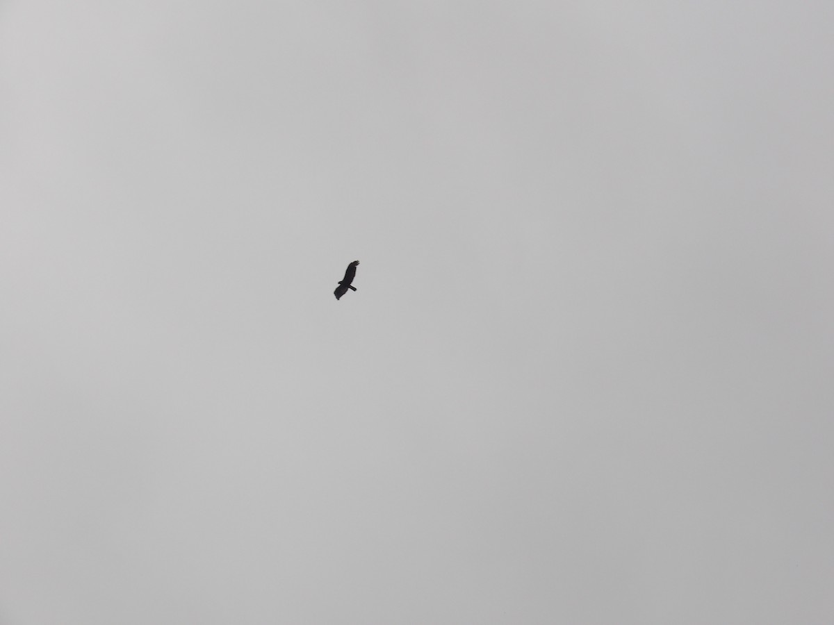 Zone-tailed Hawk - ML638301775