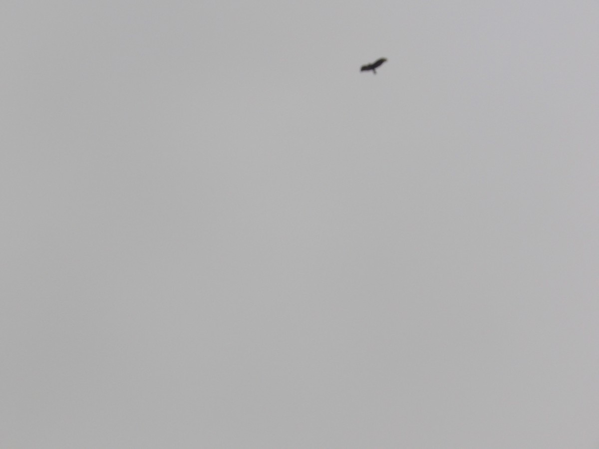 Zone-tailed Hawk - ML638301776