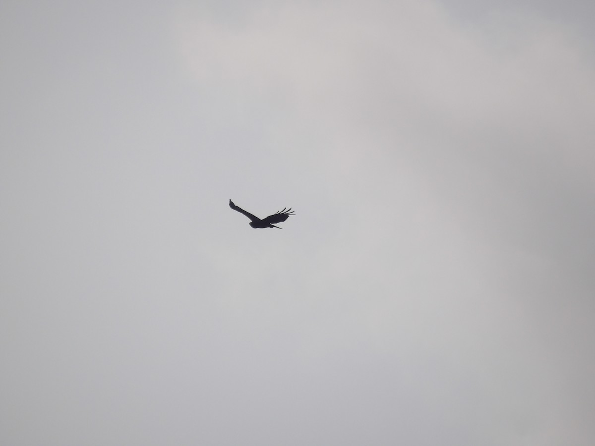 Zone-tailed Hawk - ML638301782