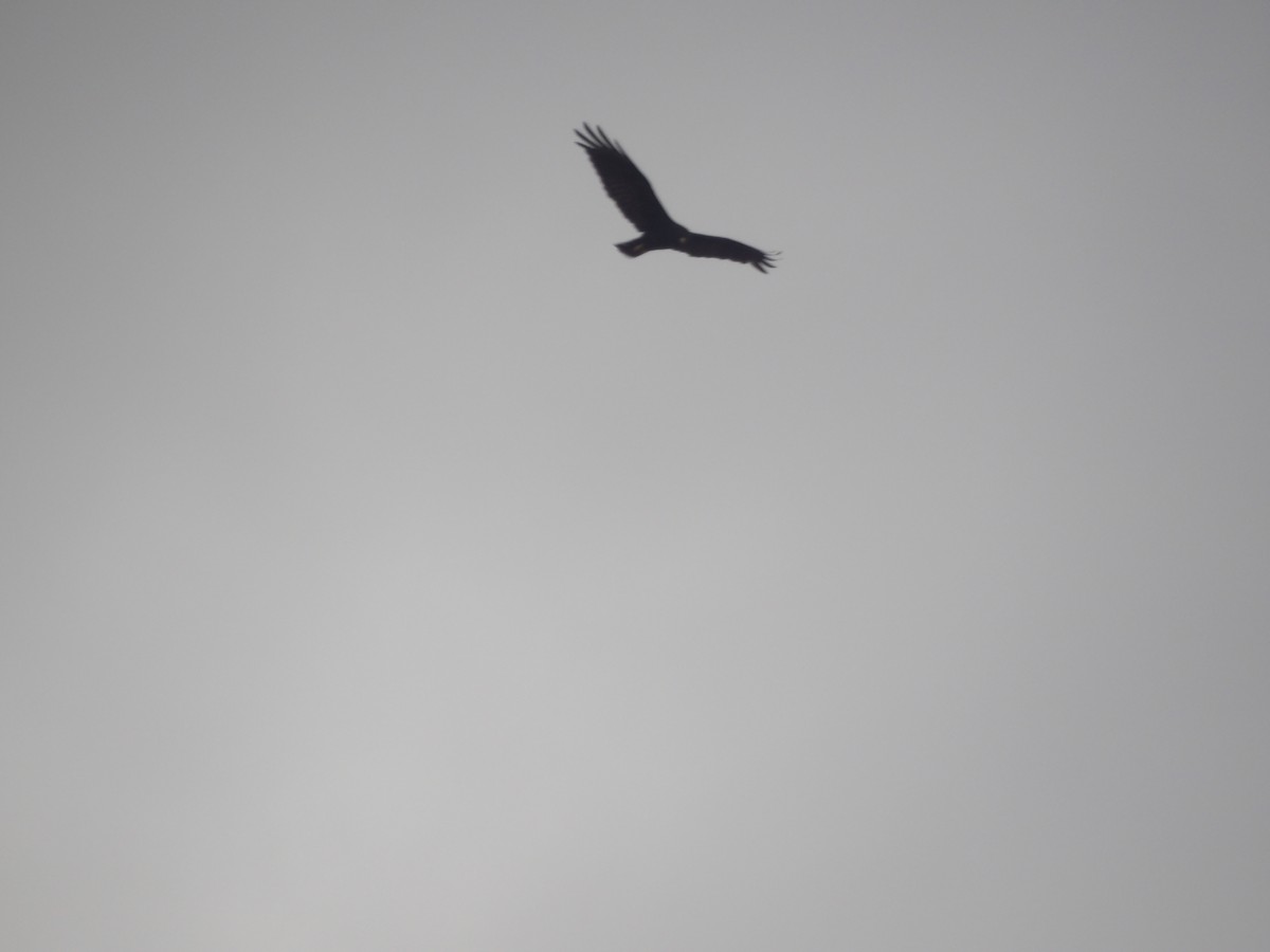 Zone-tailed Hawk - ML638301784