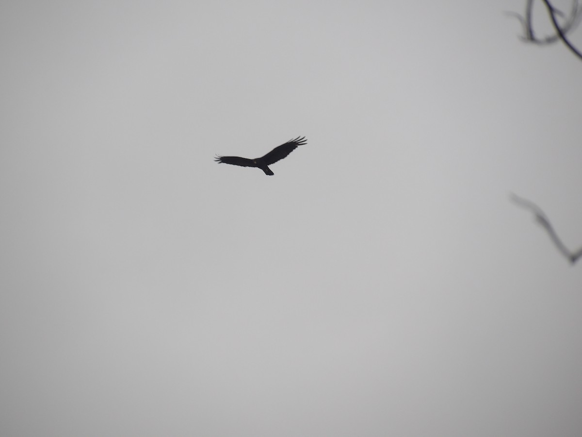 Zone-tailed Hawk - ML638301788