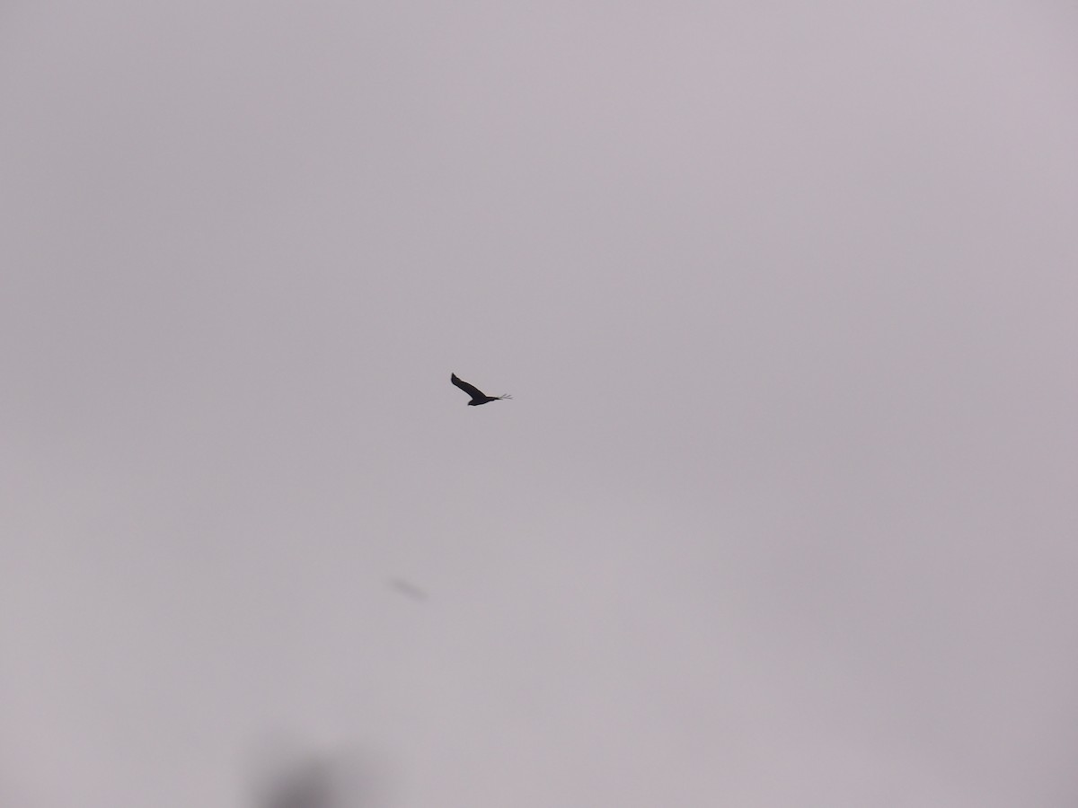 Zone-tailed Hawk - ML638301789