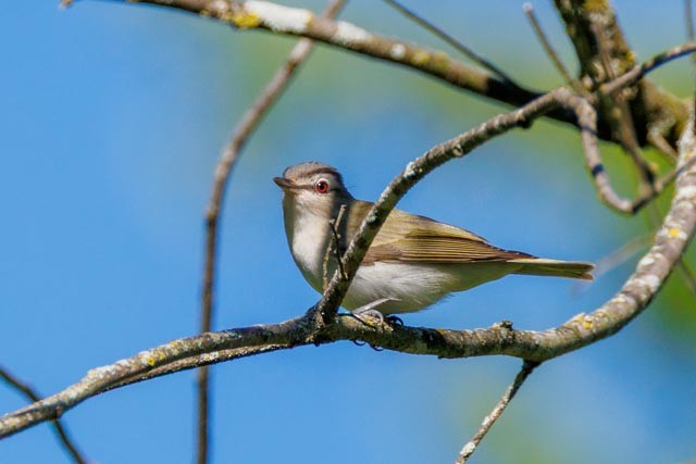 rødøyevireo - ML638301793