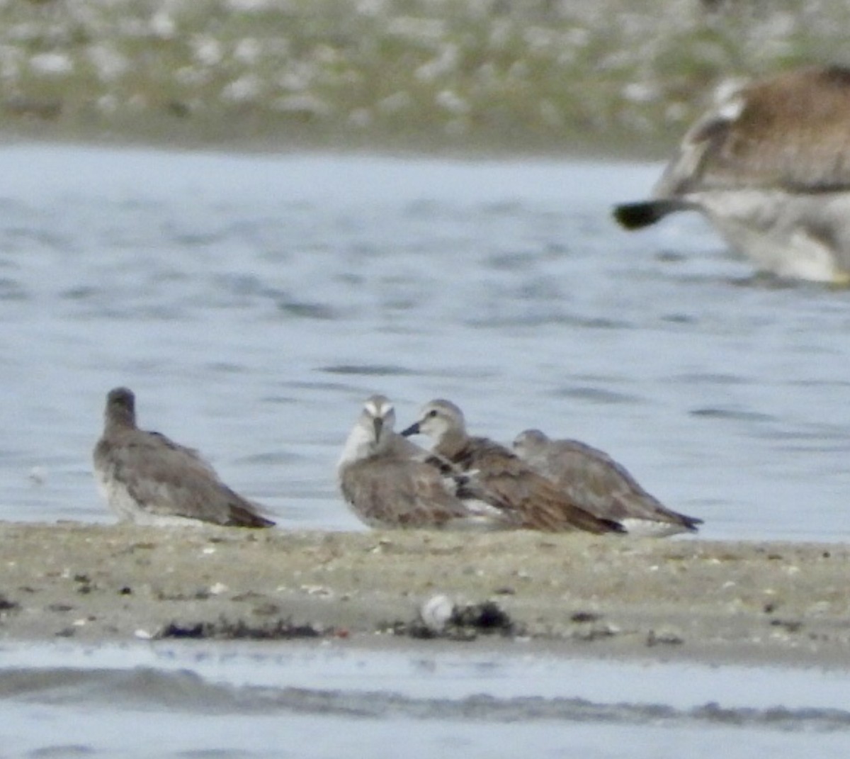 polarsnipe - ML638301802