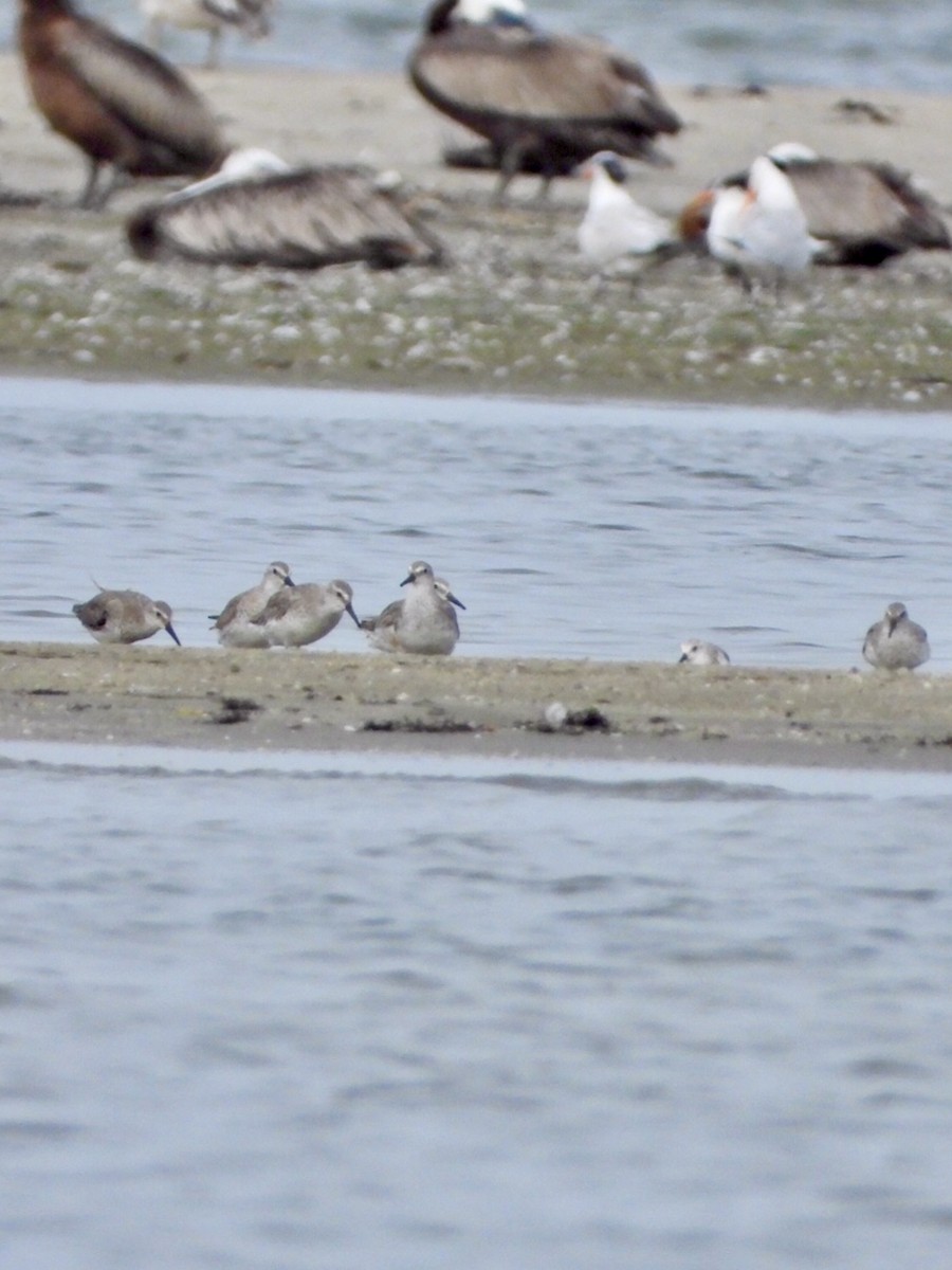 polarsnipe - ML638301803