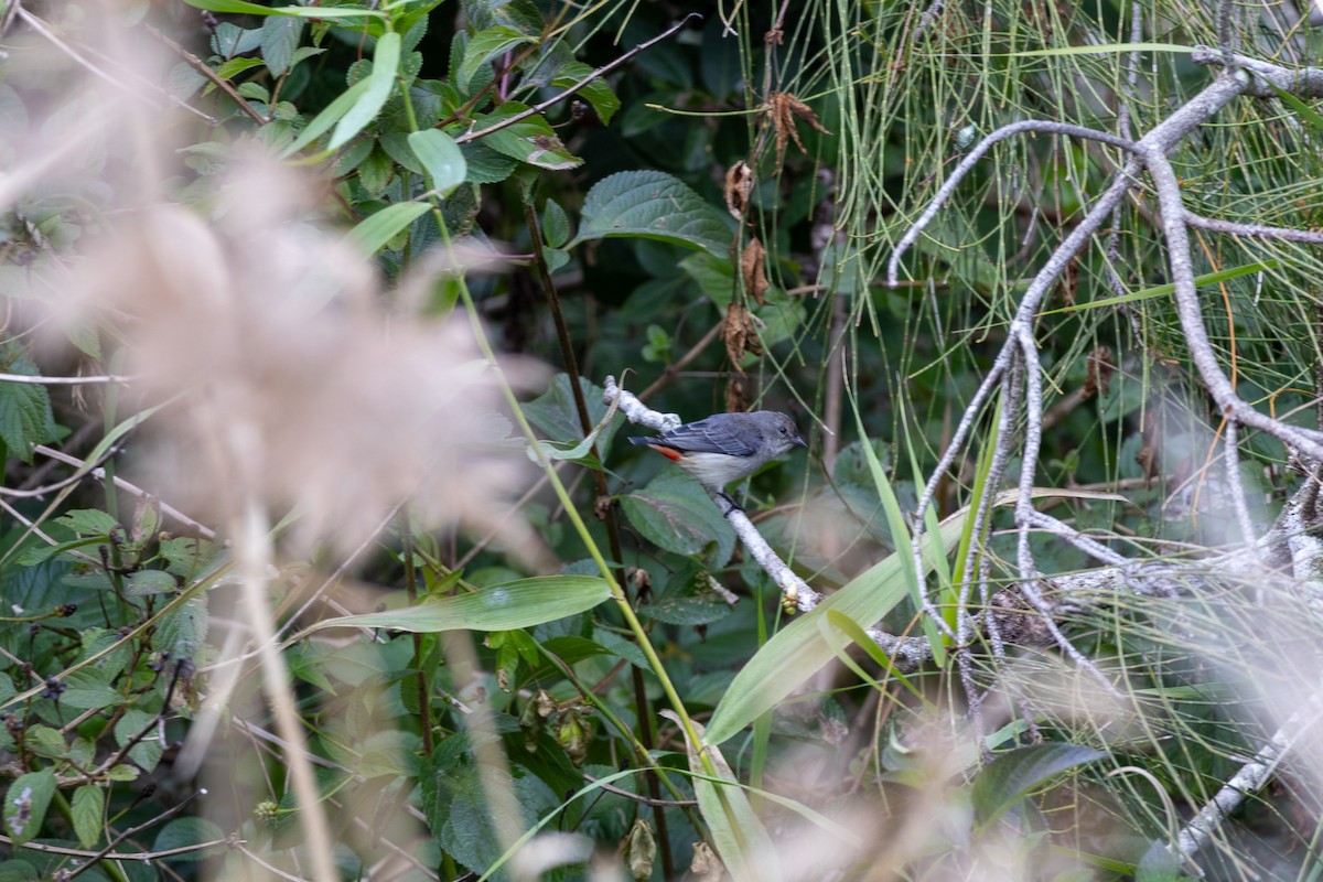 Mistletoebird - ML638301804