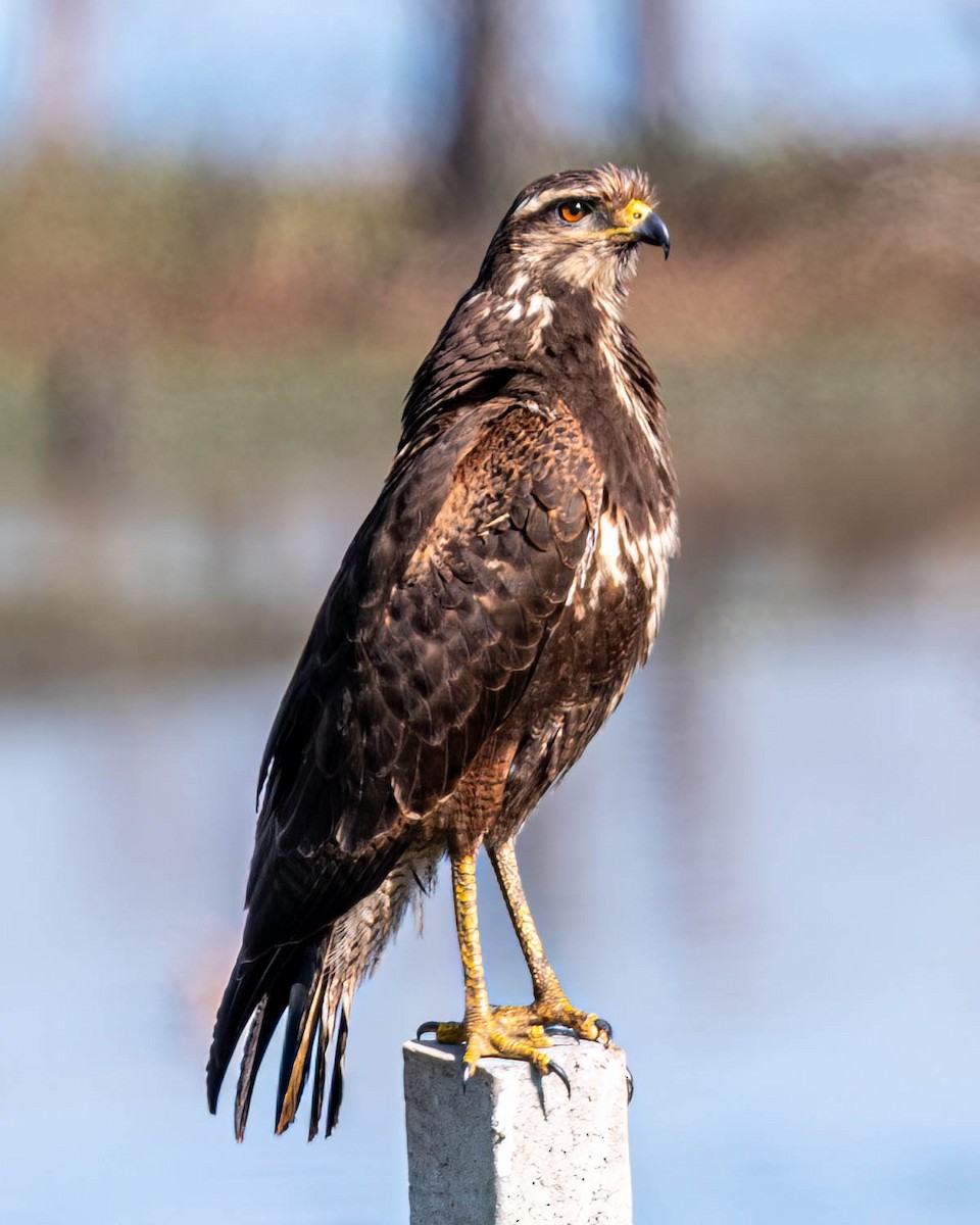 Savanna Hawk - ML638301806