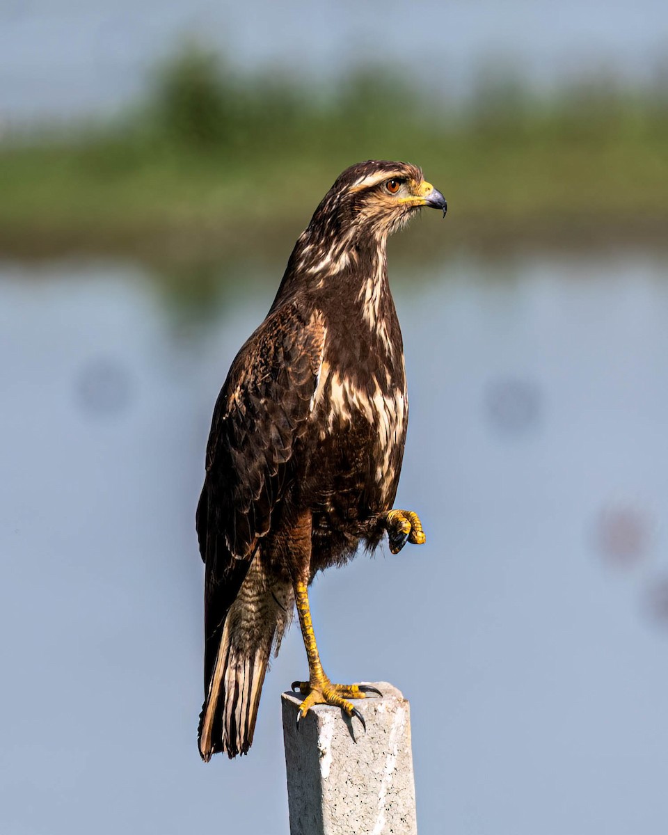 Savanna Hawk - ML638301812