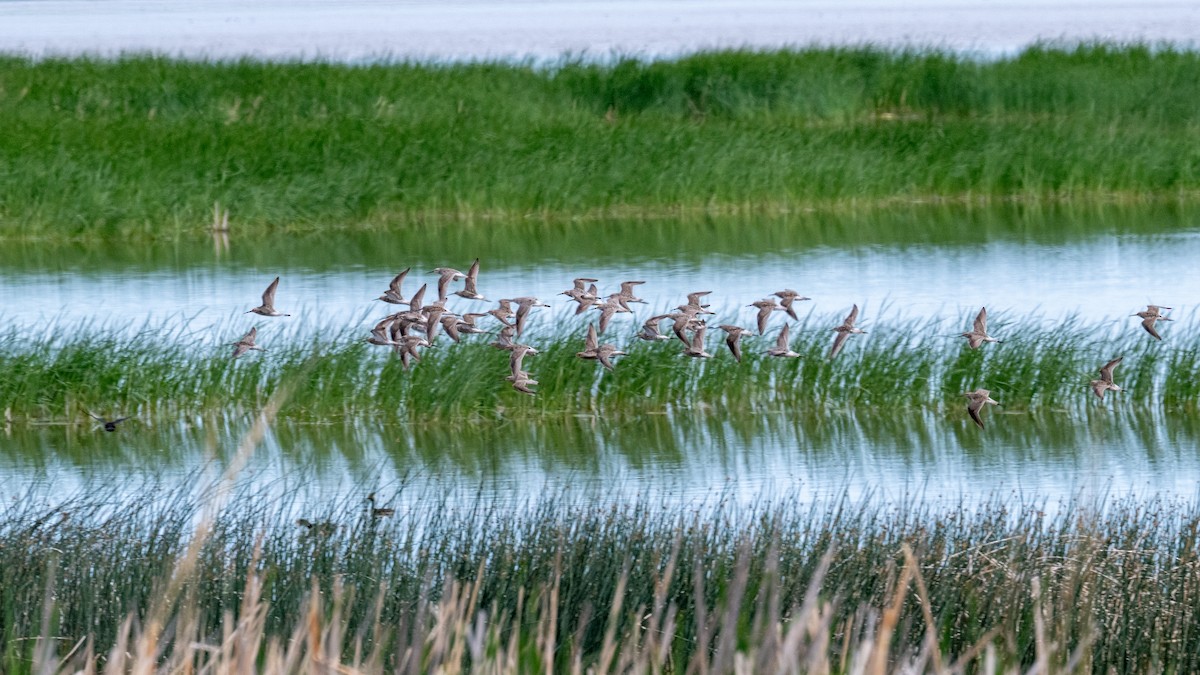 styltesnipe - ML638301818