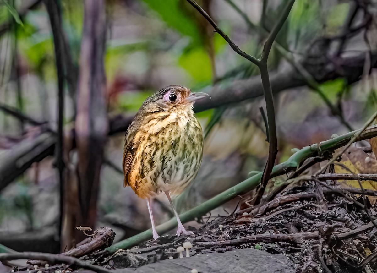amazonmaurpitta - ML638301823