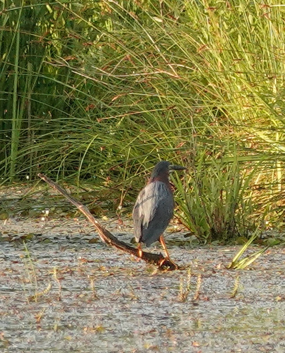 Green Heron - ML638301825