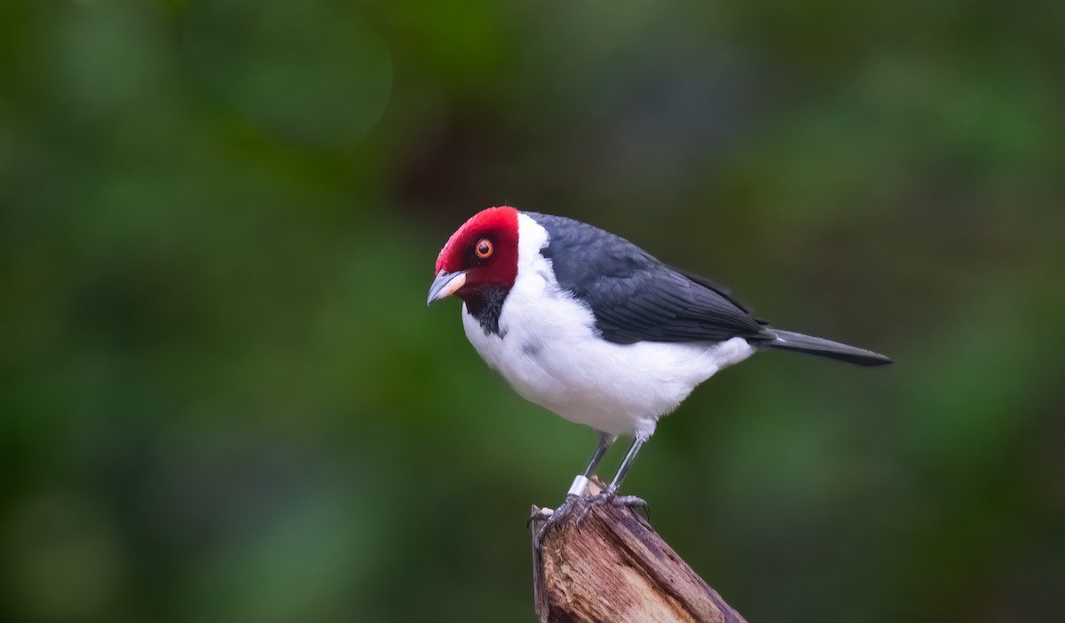 Red-capped Cardinal - ML638301827