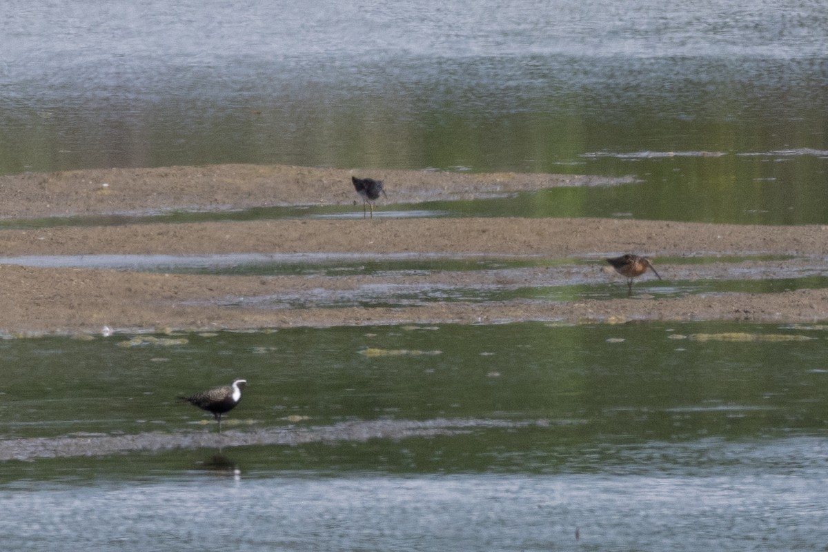 Short-billed Dowitcher - ML638301828