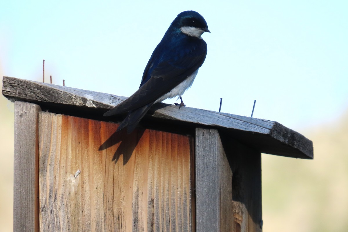 Tree Swallow - ML638301832