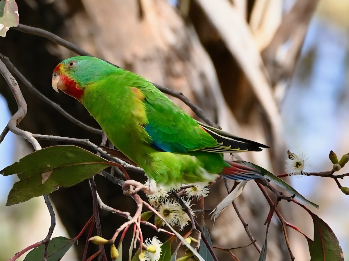 Swift Parrot - ML638301834