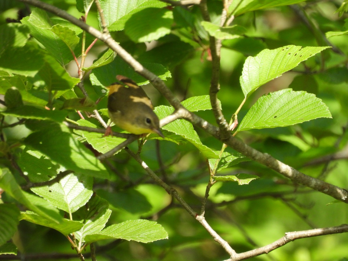 Common Yellowthroat - ML638301839