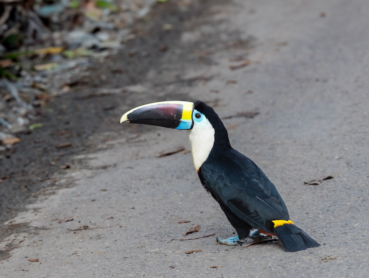 White-throated Toucan - ML638301840
