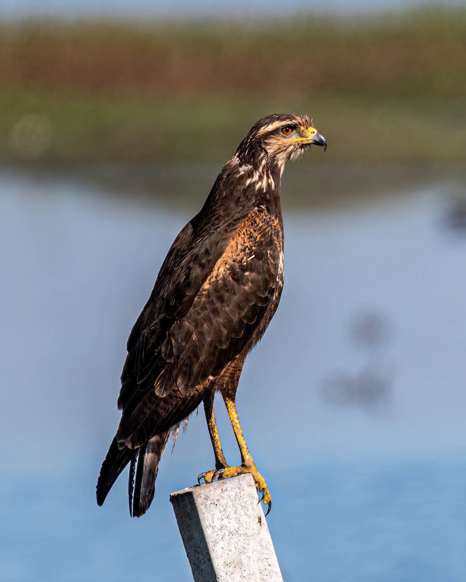 Savanna Hawk - ML638301852