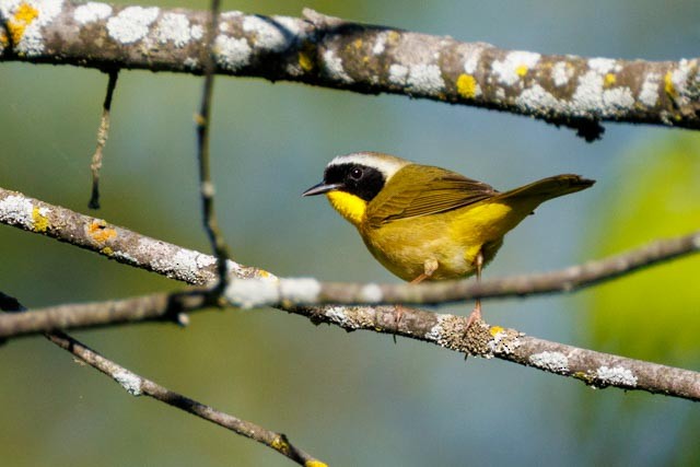 Common Yellowthroat - ML638301853