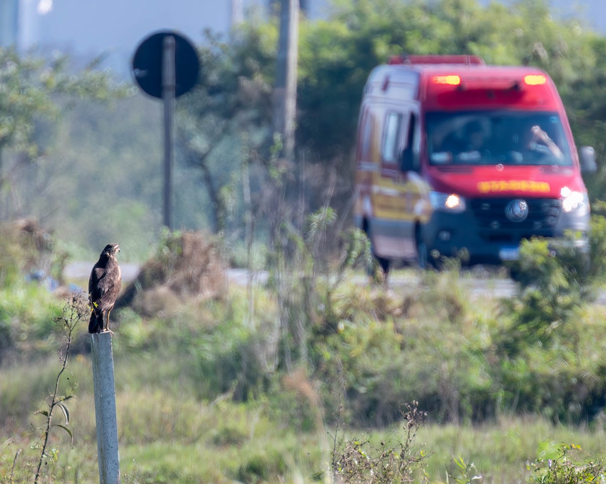 Savanna Hawk - ML638301854