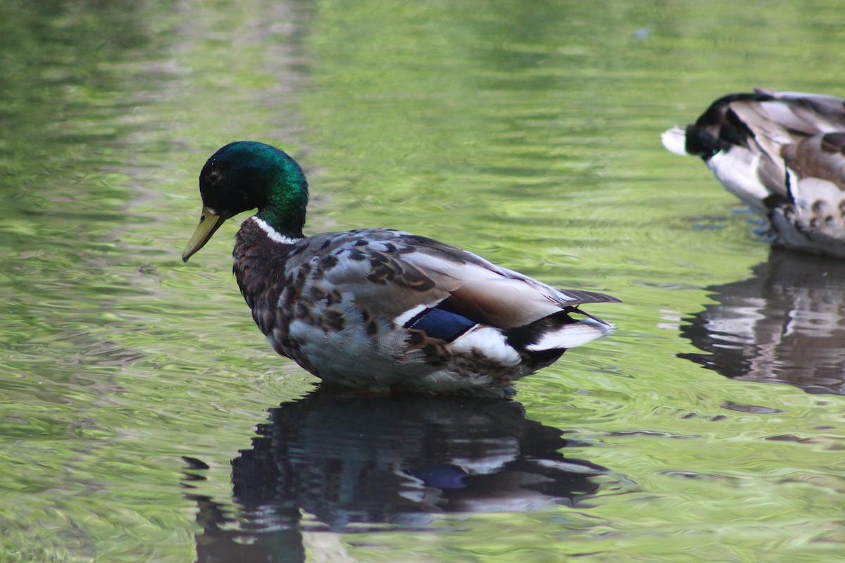 Mallard - ML638301857