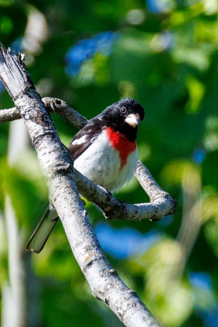 Rose-breasted Grosbeak - ML638301858