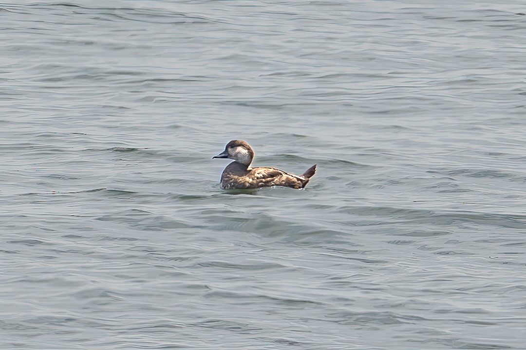 Black Scoter - ML638301860