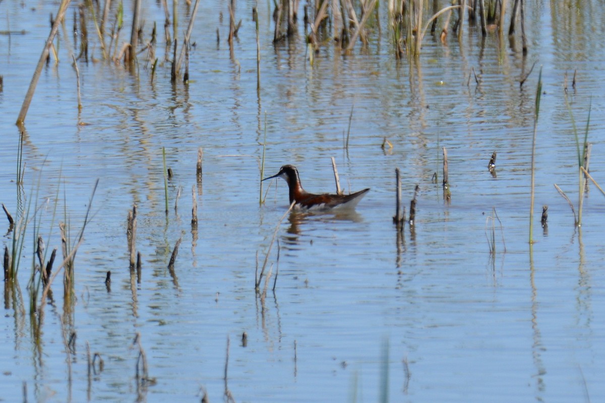 hvithalesvømmesnipe - ML638301863