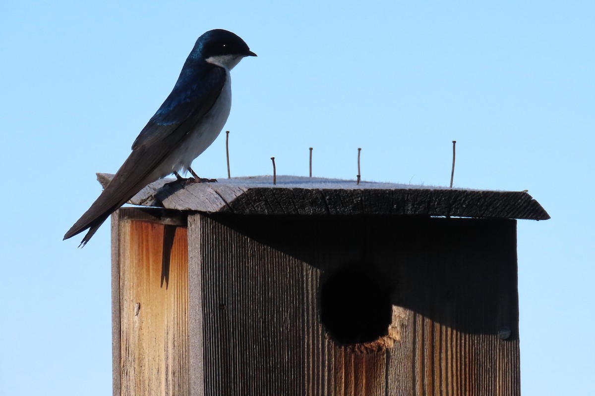 Tree Swallow - ML638301864