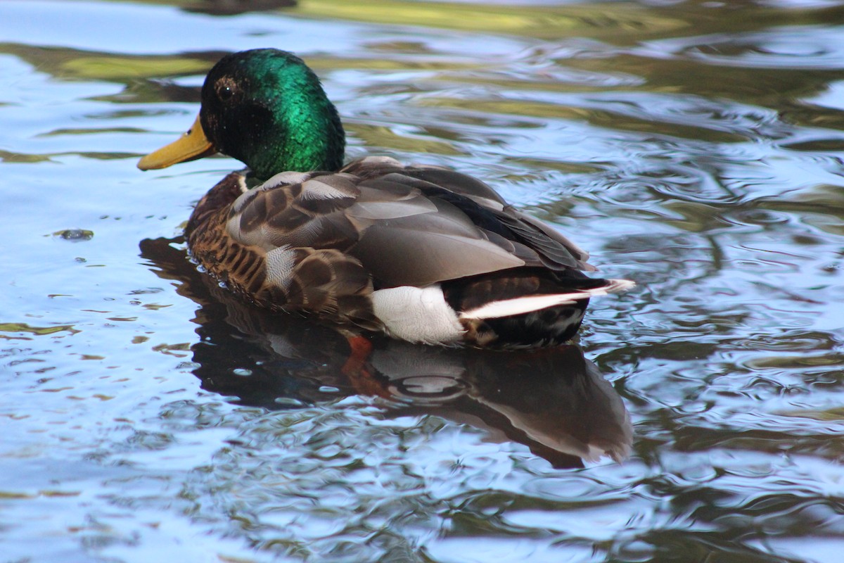 Mallard - ML638301868