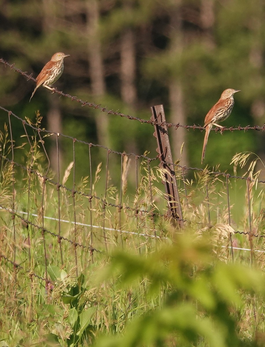 Brown Thrasher - ML638301870
