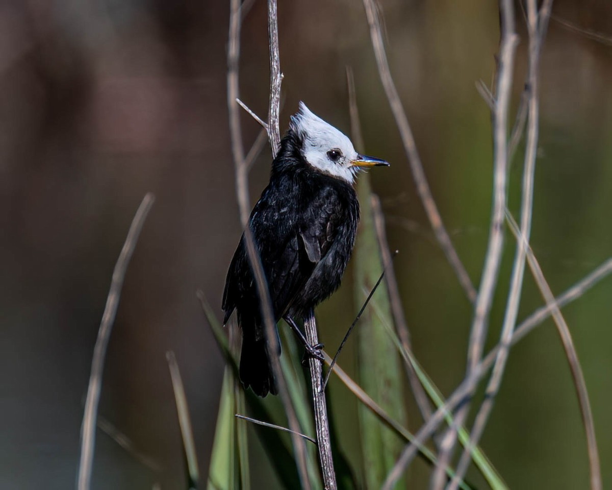 White-headed Marsh Tyrant - ML638301874