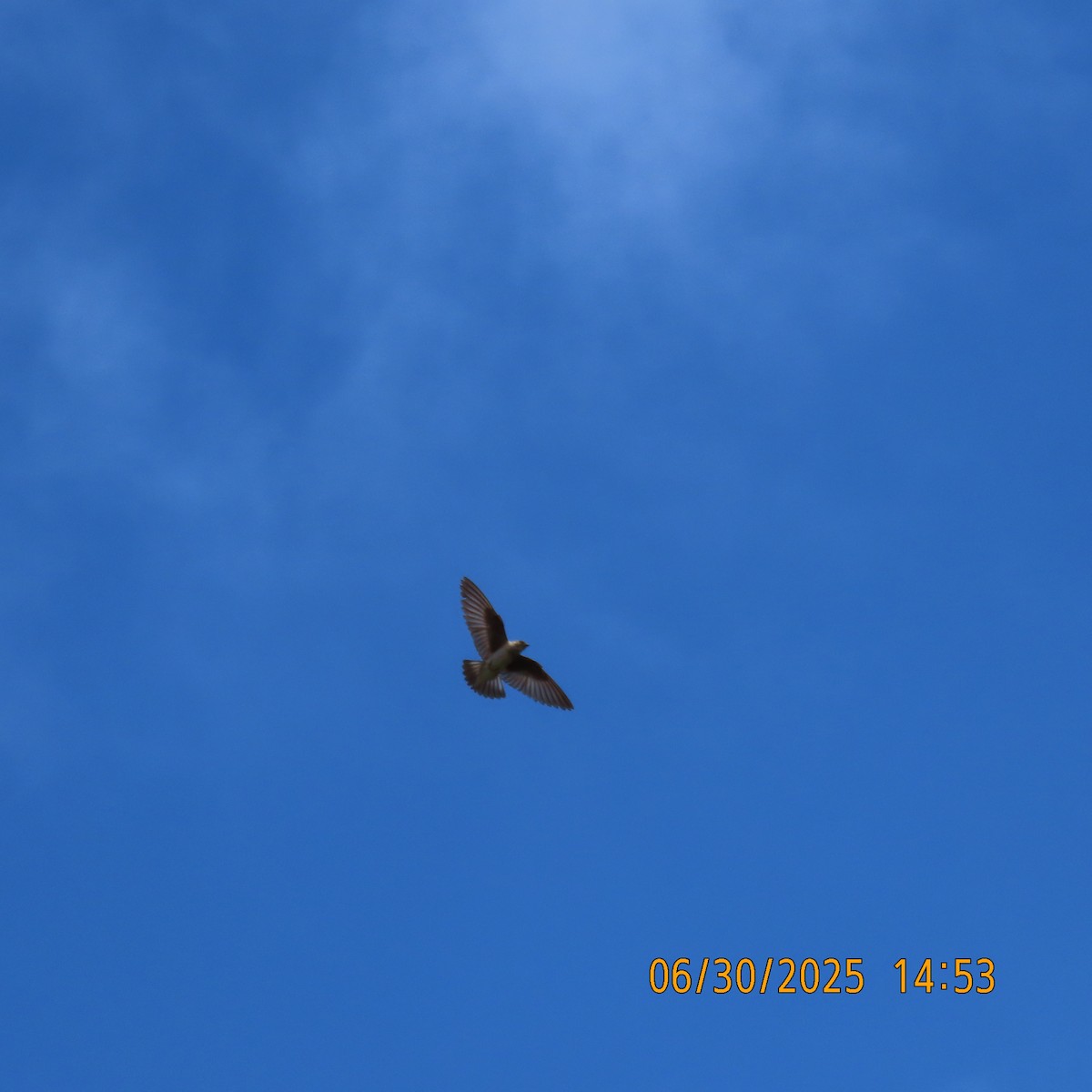 Golondrina Aserrada - ML638301876