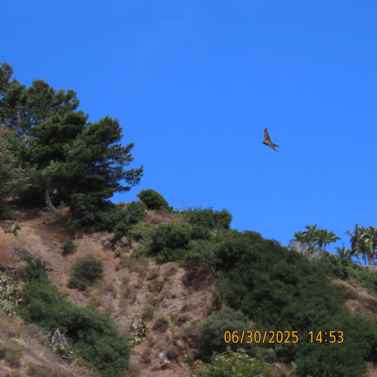Golondrina Aserrada - ML638301877