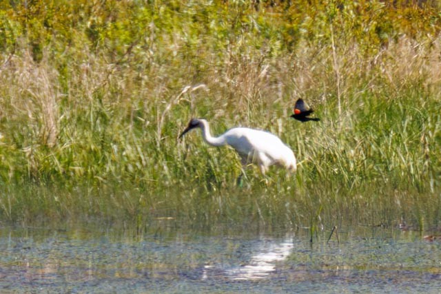 Whooping Crane - ML638301878