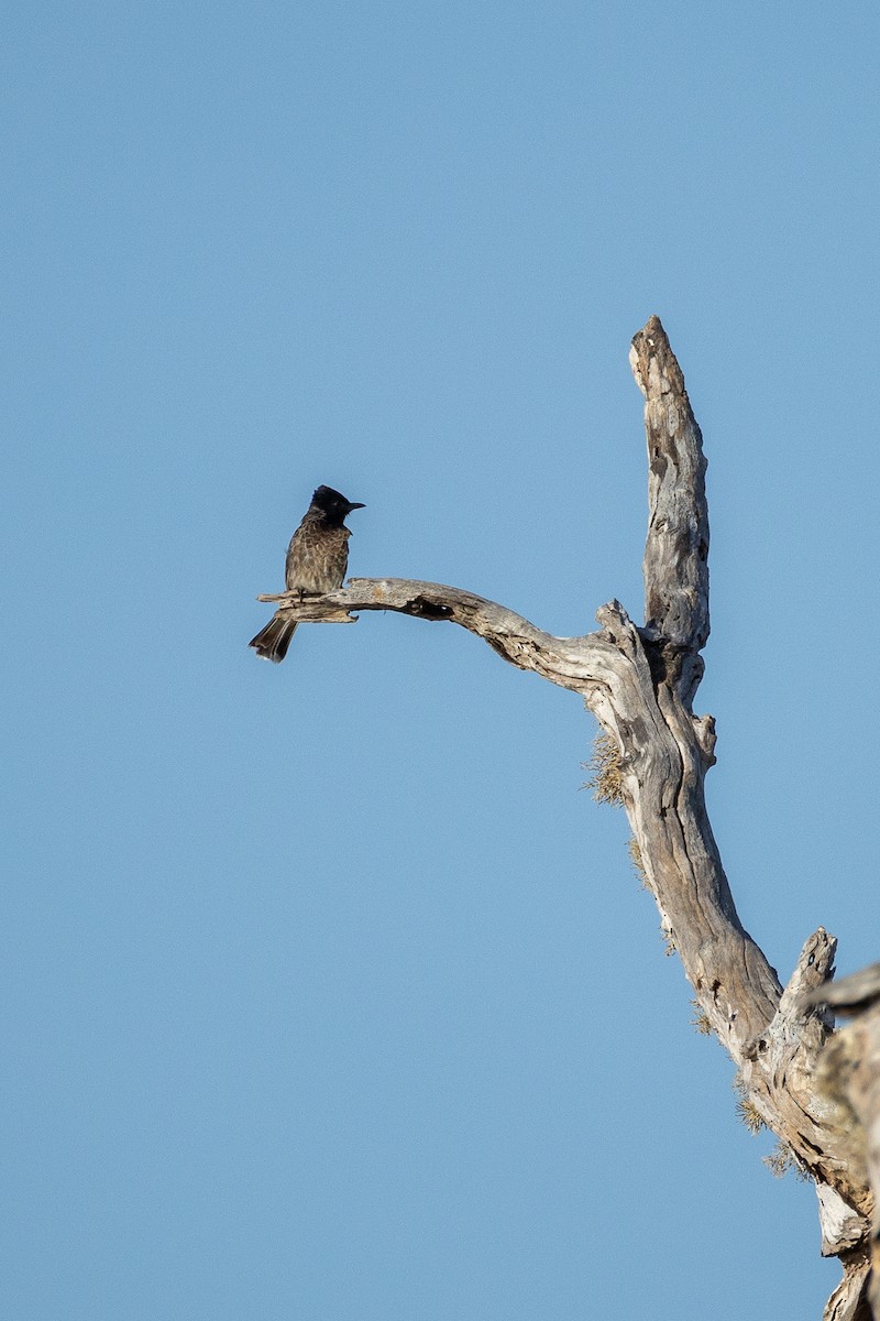 Red-vented Bulbul - ML638301880