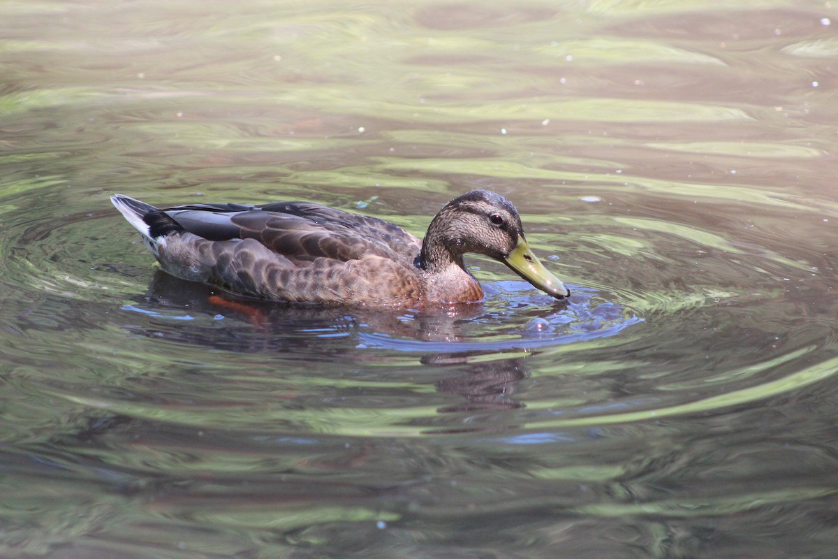 Mallard - ML638301881