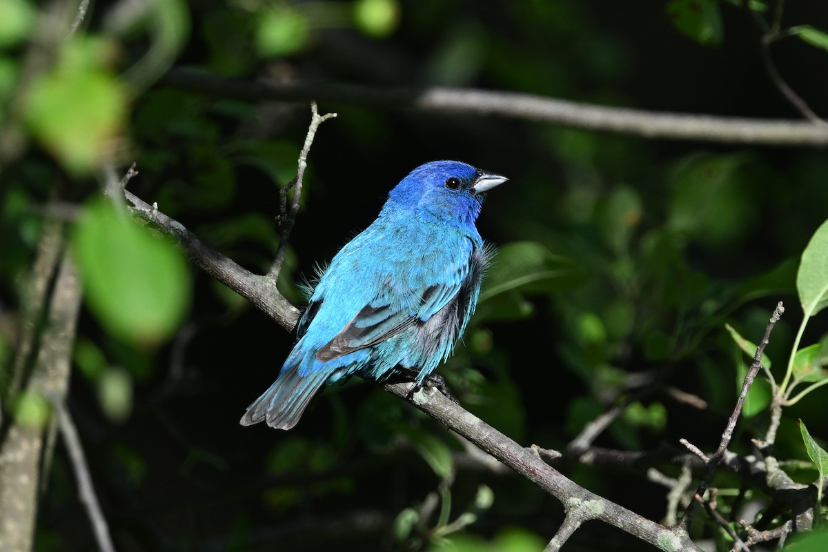 Passerin indigo - ML638301882