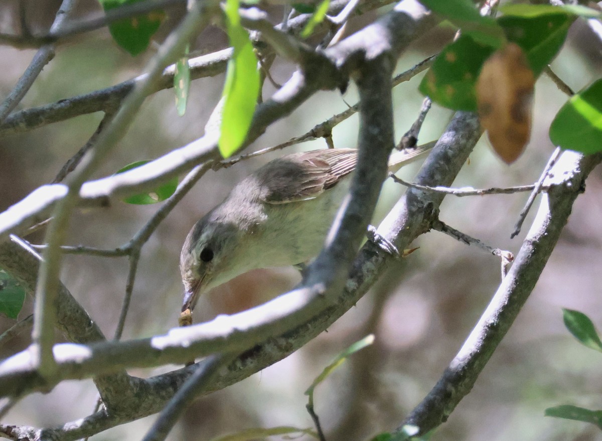 Vireo Gorjeador (grupo swainsoni) - ML638301884