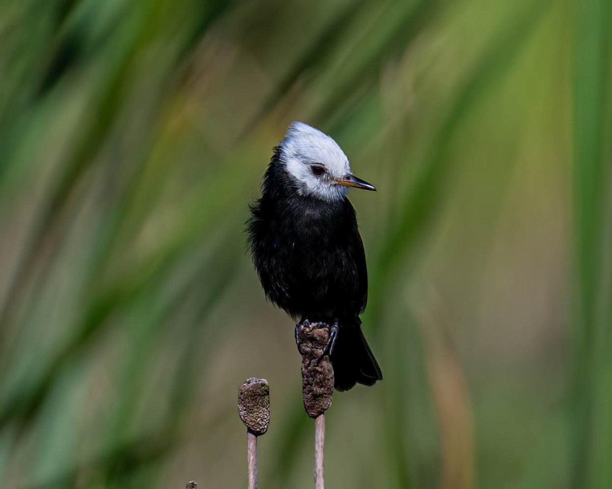 White-headed Marsh Tyrant - ML638301887