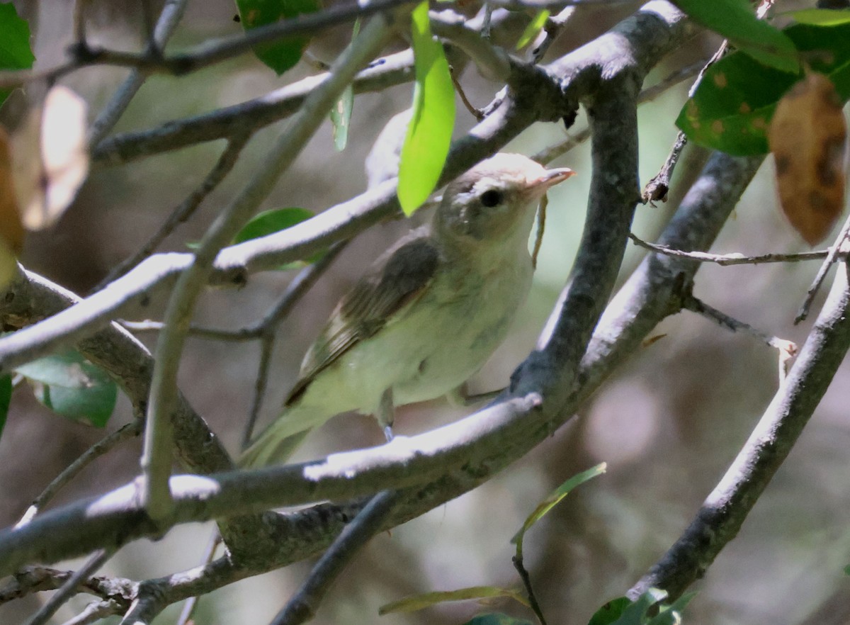 Vireo Gorjeador (grupo swainsoni) - ML638301889