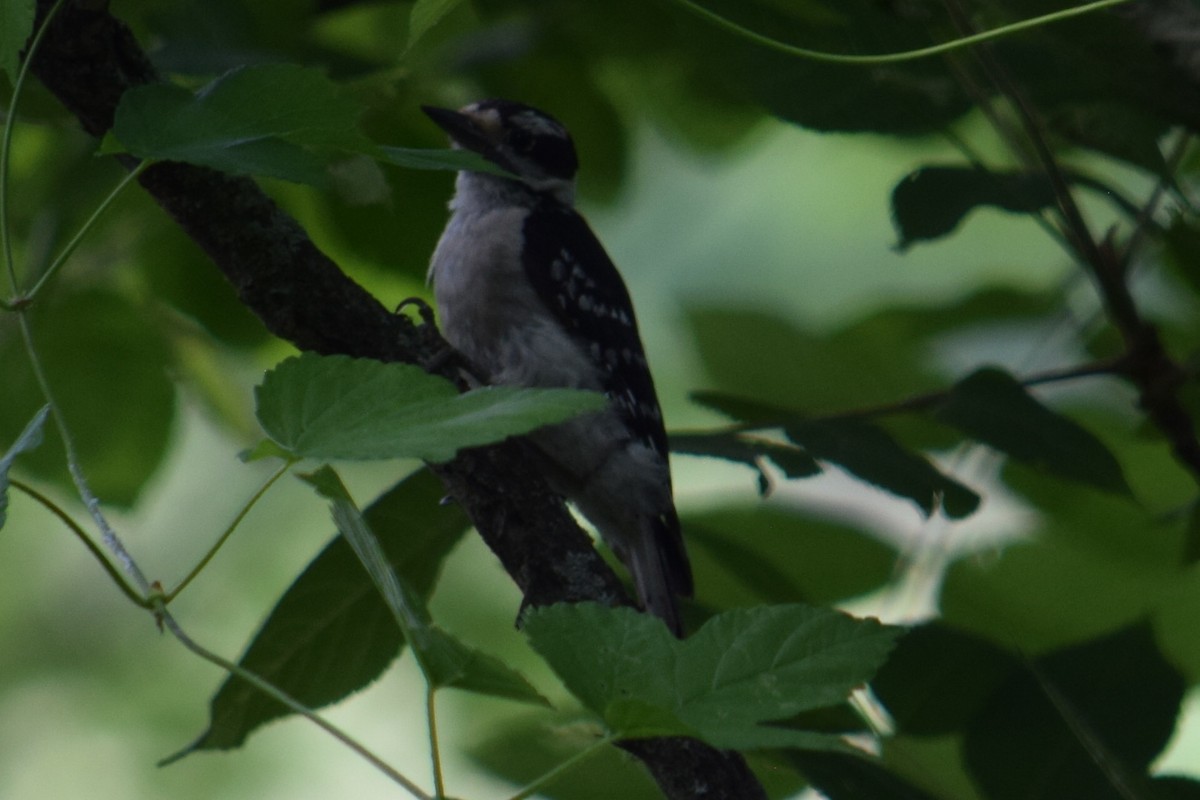 Downy Woodpecker - ML638301890
