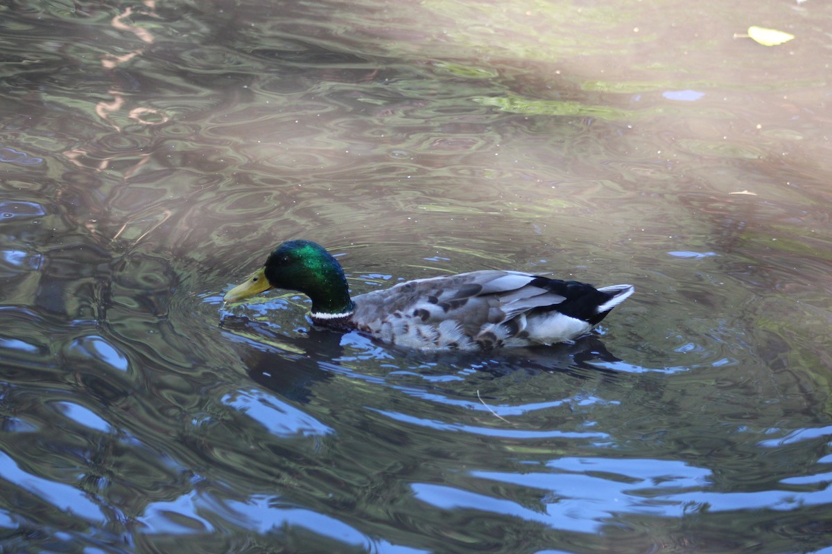 Mallard - ML638301892