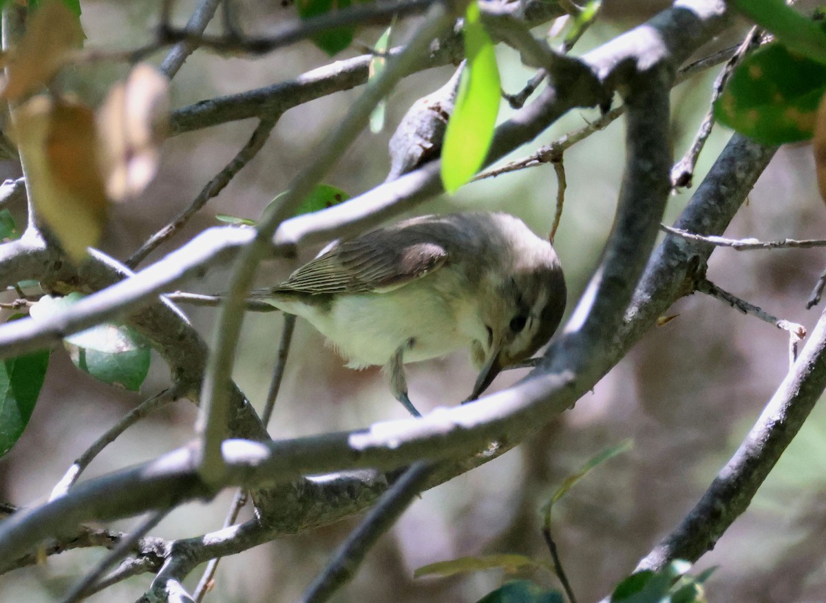 Vireo Gorjeador (grupo swainsoni) - ML638301895