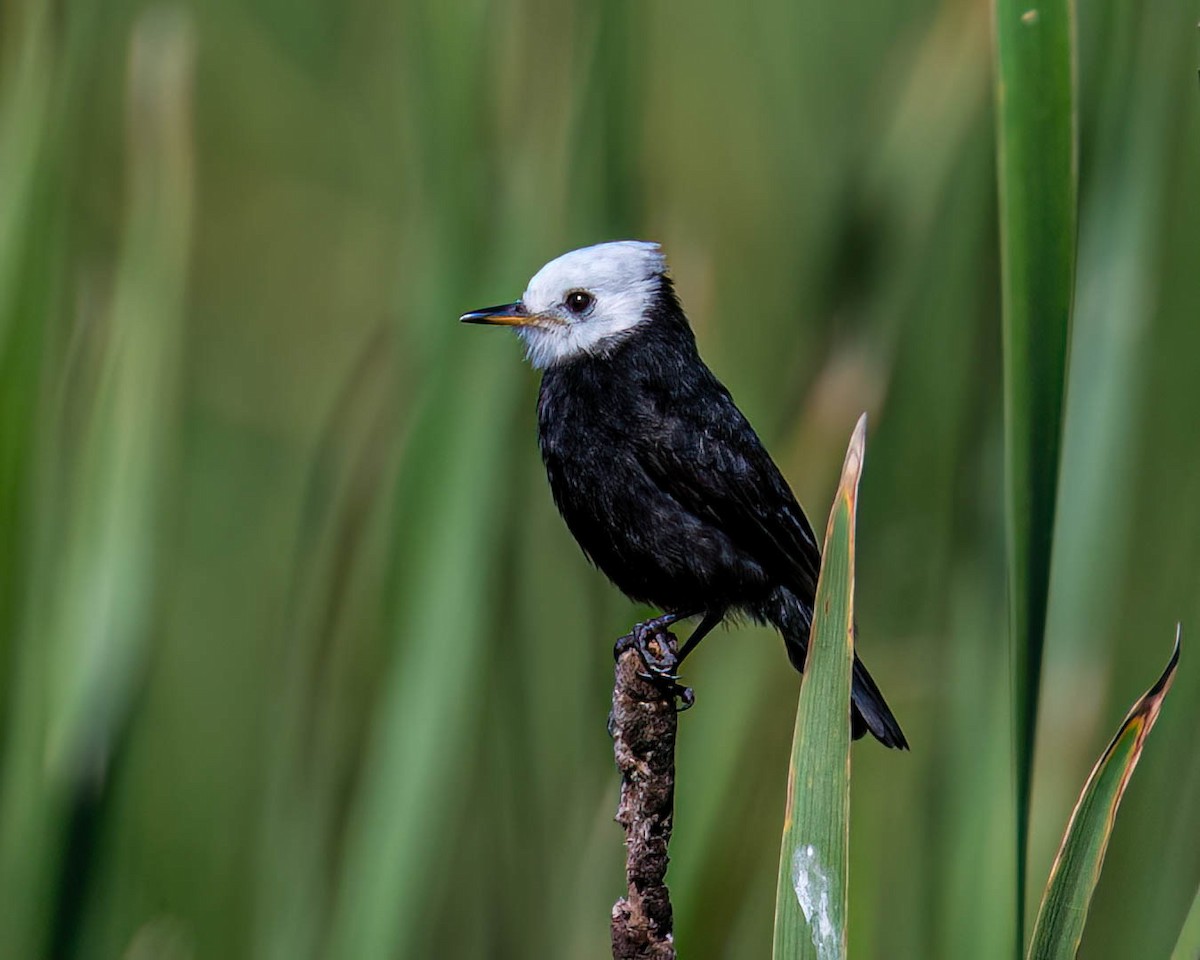 White-headed Marsh Tyrant - ML638301896