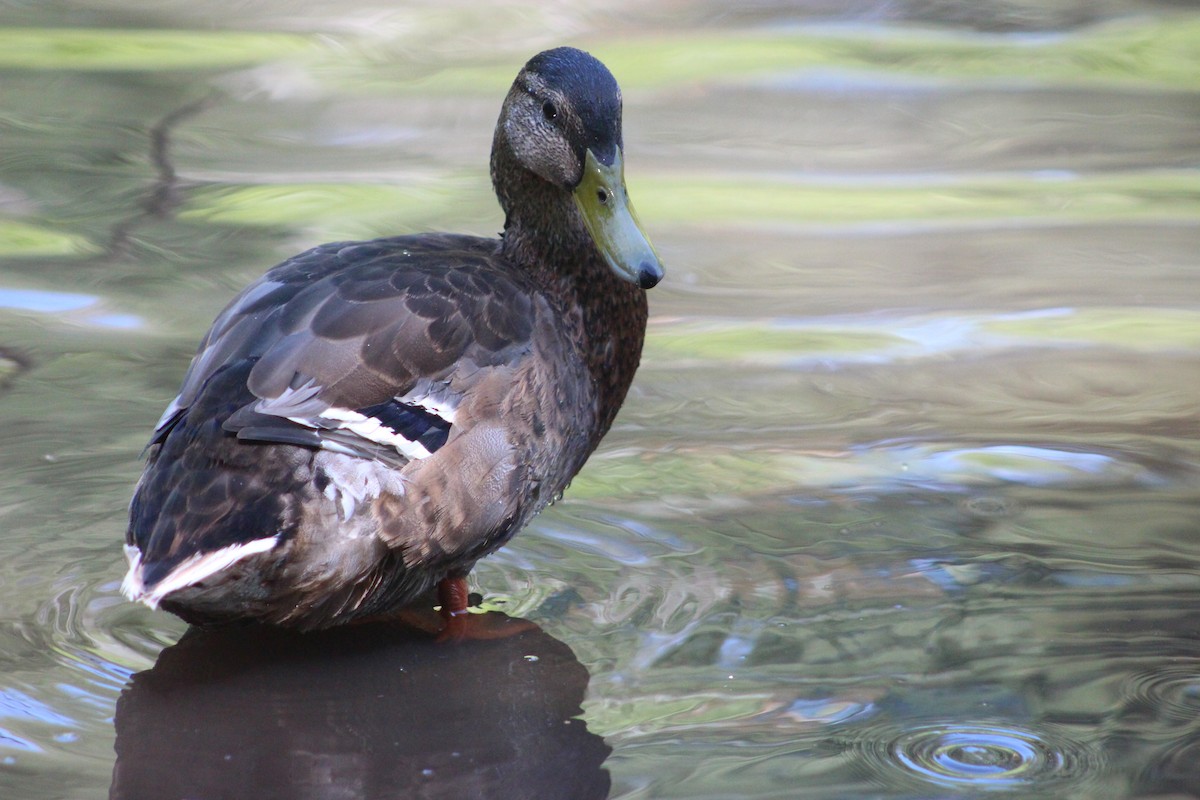 Mallard - ML638301902