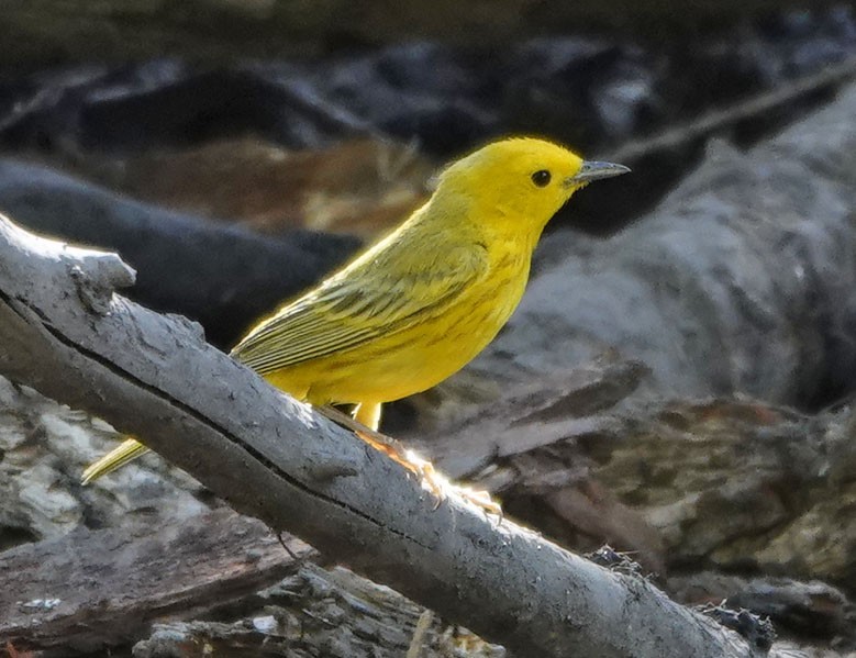 Yellow Warbler - ML638301910